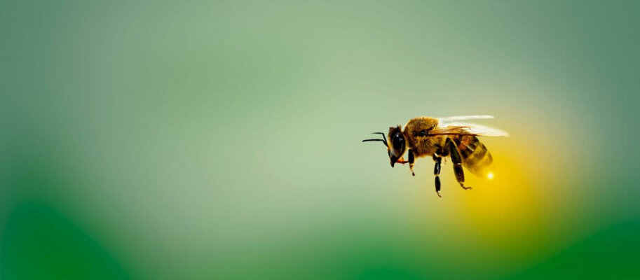 Luftverschmutzung ist eine große Bedrohung für die Honigbienen - Luftverschmutzung ist eine große Bedrohung für die Honigbienen