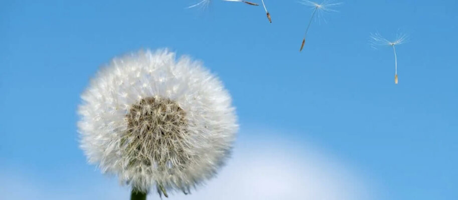 Kann ein Luftreiniger Allergien bekämpfen und welche Pollen sind im Juni unterwegs - Kann ein Luftreiniger Allergien bekämpfen und welche Pollen sind im Juni unterwegs